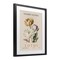 Stupell Industries Natural Lotus Bundle Framed Print Under Glass, design by Christopher Giampietro